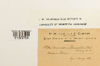 Media resource of Jaffueliobryum raui