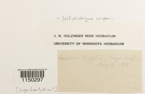 Jaffueliobryum wrightii image
