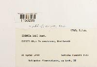 Jaffueliobryum raui image