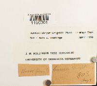 Jaffueliobryum wrightii image