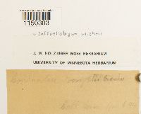 Jaffueliobryum wrightii image