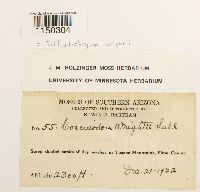 Jaffueliobryum wrightii image