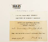 Jaffueliobryum wrightii image