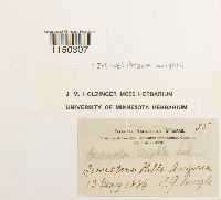 Jaffueliobryum wrightii image