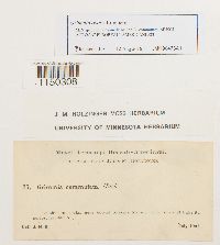 Grimmia ovalis image