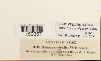 Grimmia caespiticia image