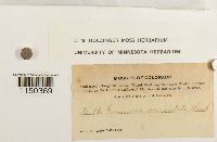 Grimmia ovalis image