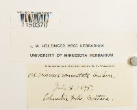 Grimmia ovalis image