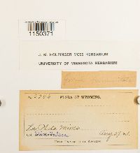 Grimmia ovalis image