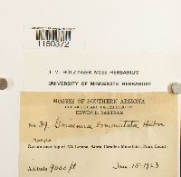 Grimmia ovalis image