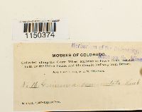 Grimmia ovalis image