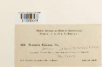 Grimmia donniana image