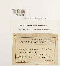 Grimmia laevigata image