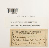 Grimmia laevigata image