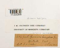 Grimmia laevigata image