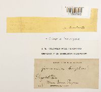 Grimmia laevigata image