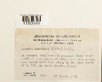 Grimmia laevigata image