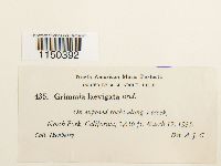 Grimmia laevigata image