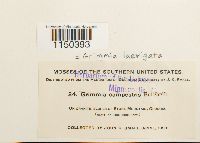 Grimmia laevigata image