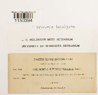 Grimmia laevigata image