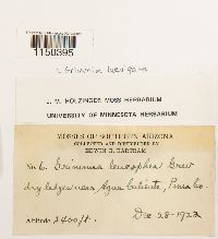 Grimmia laevigata image