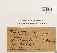 Grimmia montana image