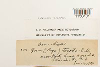 Grimmia montana image