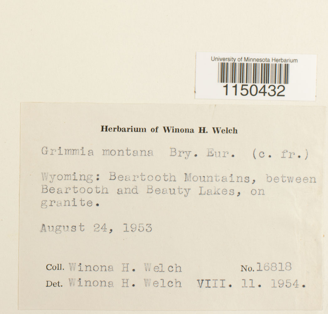 Grimmia montana image