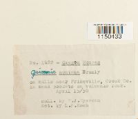 Grimmia montana image