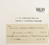 Grimmia montana image