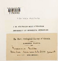 Grimmia montana image