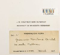 Grimmia montana image