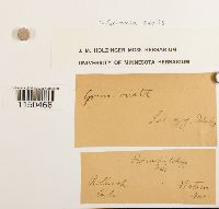 Grimmia ovalis image