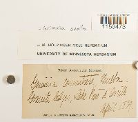 Grimmia ovalis image