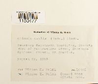 Grimmia ovalis image