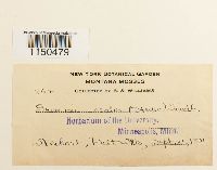 Grimmia ovalis image