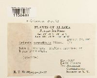 Grimmia ovalis image