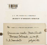 Grimmia ovalis image