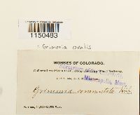 Grimmia ovalis image