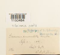 Grimmia ovalis image