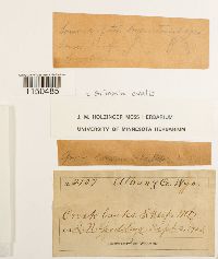 Grimmia ovalis image