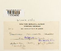 Grimmia ovalis image