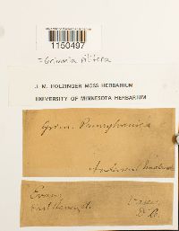 Grimmia pilifera image