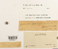 Grimmia pulvinata image