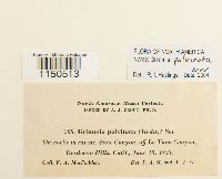 Grimmia pulvinata image