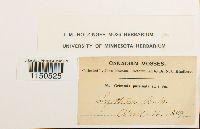 Grimmia pulvinata image