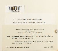 Grimmia arizonae image