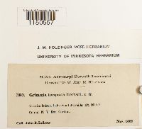 Grimmia torquata image