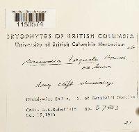 Grimmia torquata image