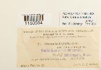 Grimmia trichophylla image